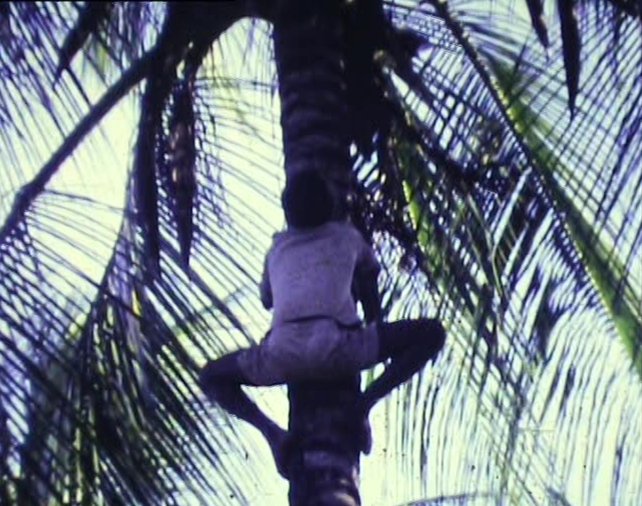 p 37 - Climbing for coconuts